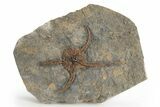 Ordovician Brittle Star (Ophiura) - Morocco #251282-1